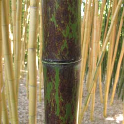 Bamb Phyllostachys nigra boryana